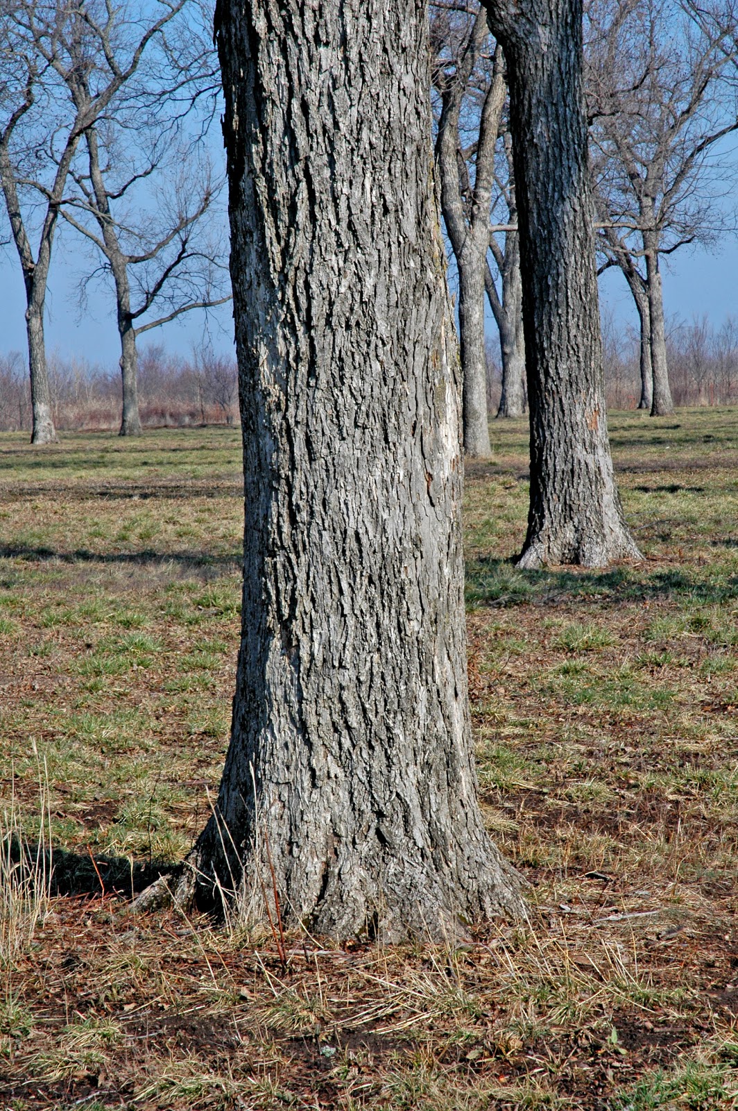 Pecan Tree Bark Identification