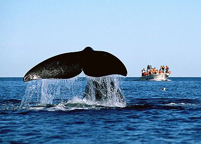 Whale Watching Season in Península Valdés - Puerto Pirámides and Puerto Madryn