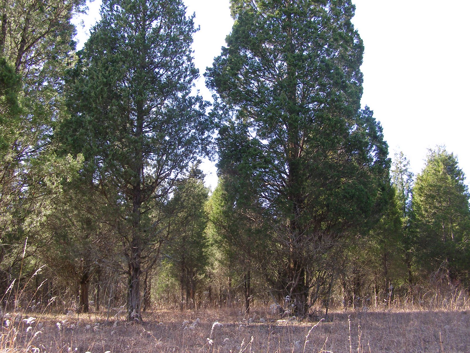 Blue Jay Barrens Big Cedars