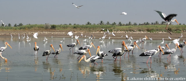 Migrated bird watching at Bhigwan kumbargaon - Simply amazing experience