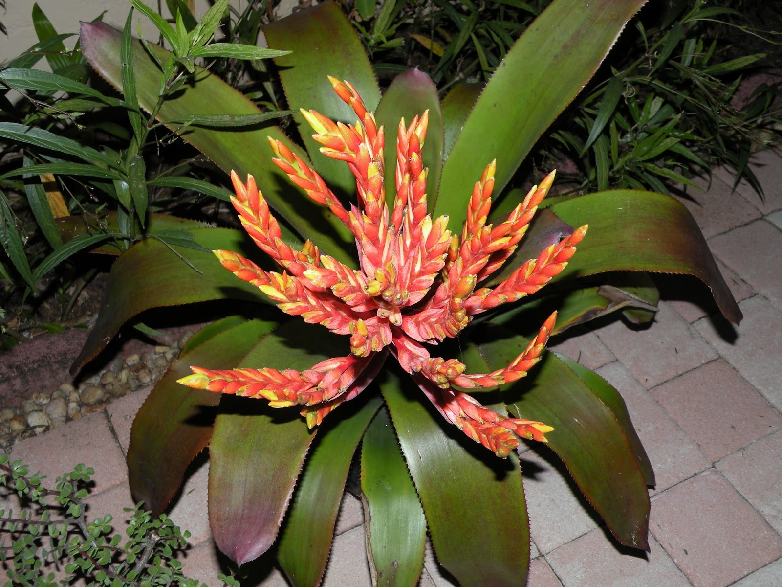 DragonFly Garden Blooming Bromeliads