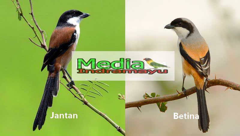 2000 Gambar Burung Srigunting Jantan Dan Betina Gratis Gambar Id