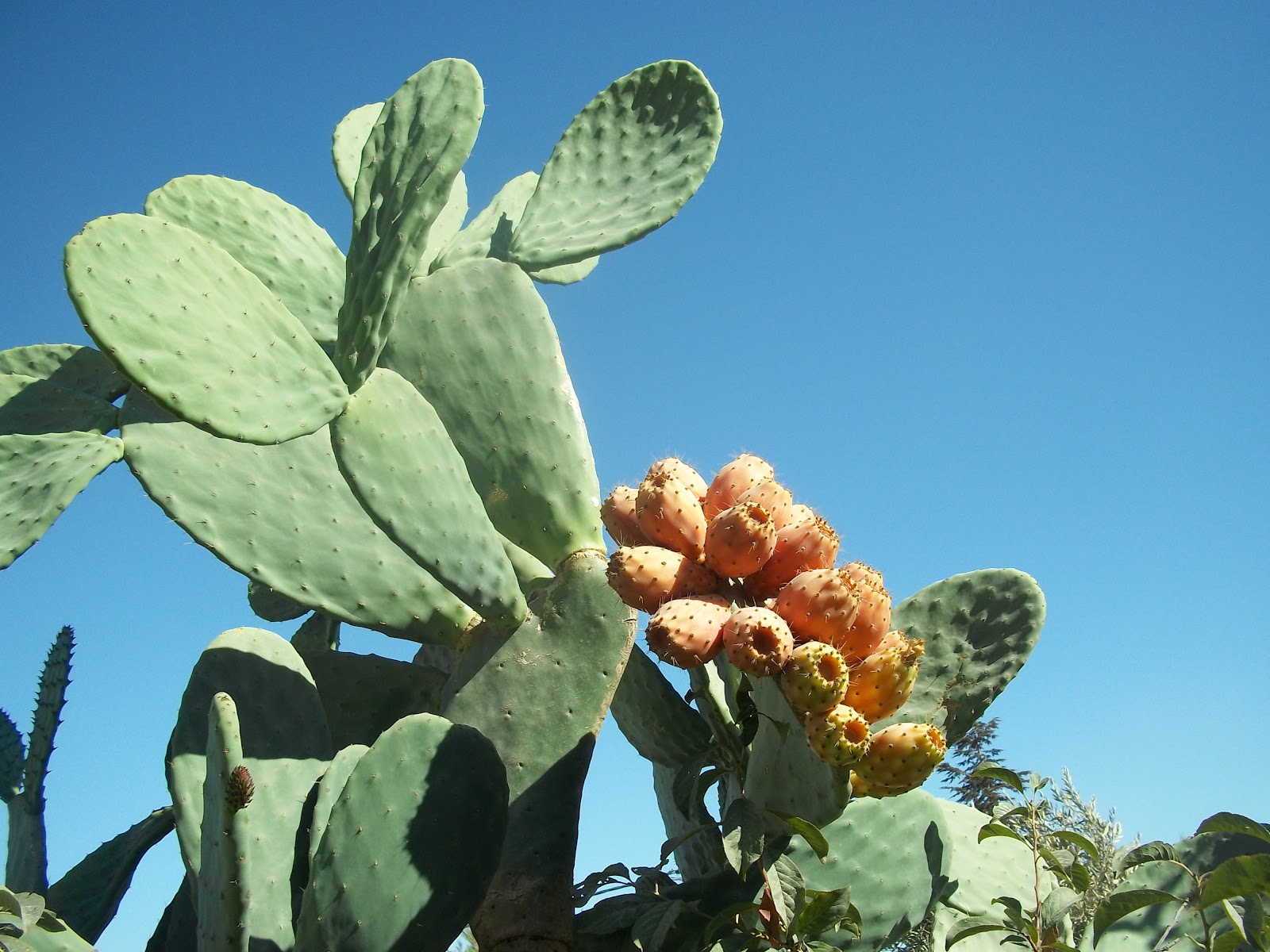Foraging Cactus Paddles- Nopales/Nopalitos- and Prickly Pears- Tunas