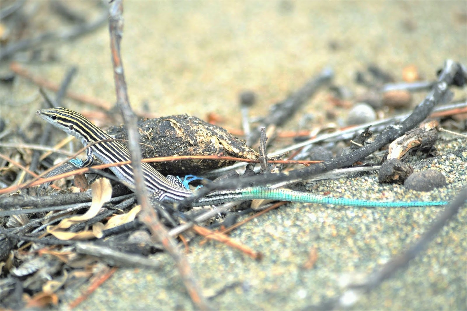 Lagartija de Cola Azul. Fauna Dominicana