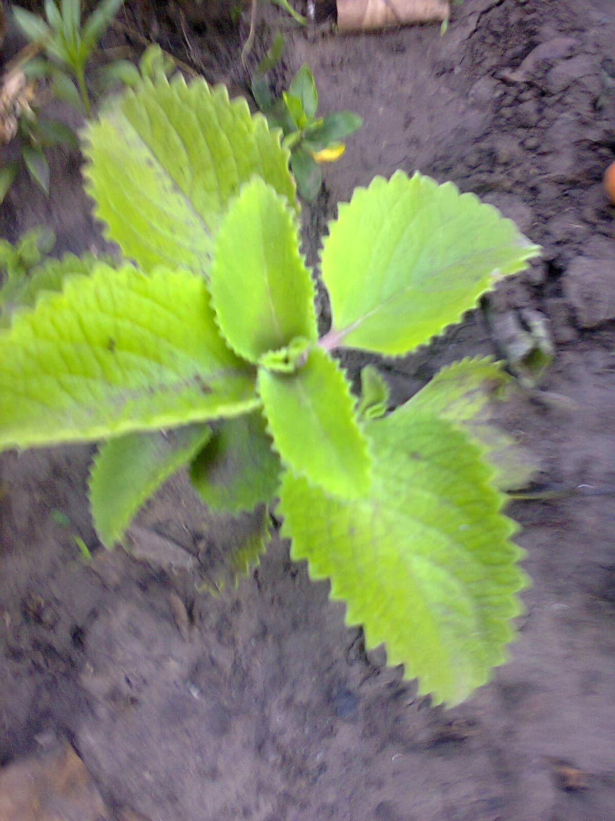 У Кристины в саду.: Мелисса лимонная пряное и лекарственное растение