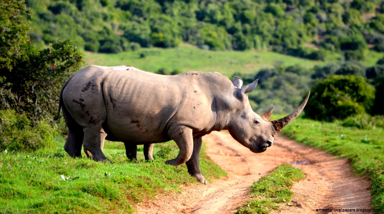 Rhino Wallpaper   Android Apps on Google Play