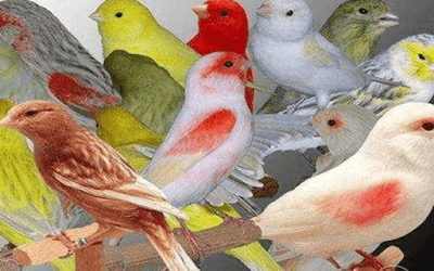Daftar Resmi Harga Burung Kenari Terbaru Lengkap Semua Jenis