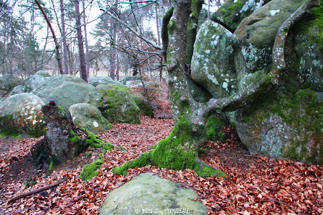 Hêtre remarquable du Rocher Canon, Fontainebleau, 2013, (C) Greg Clouzeau Hêtre remarquable du Rocher Canon, Fontainebleau, 2013, (C) Greg Clouzeau