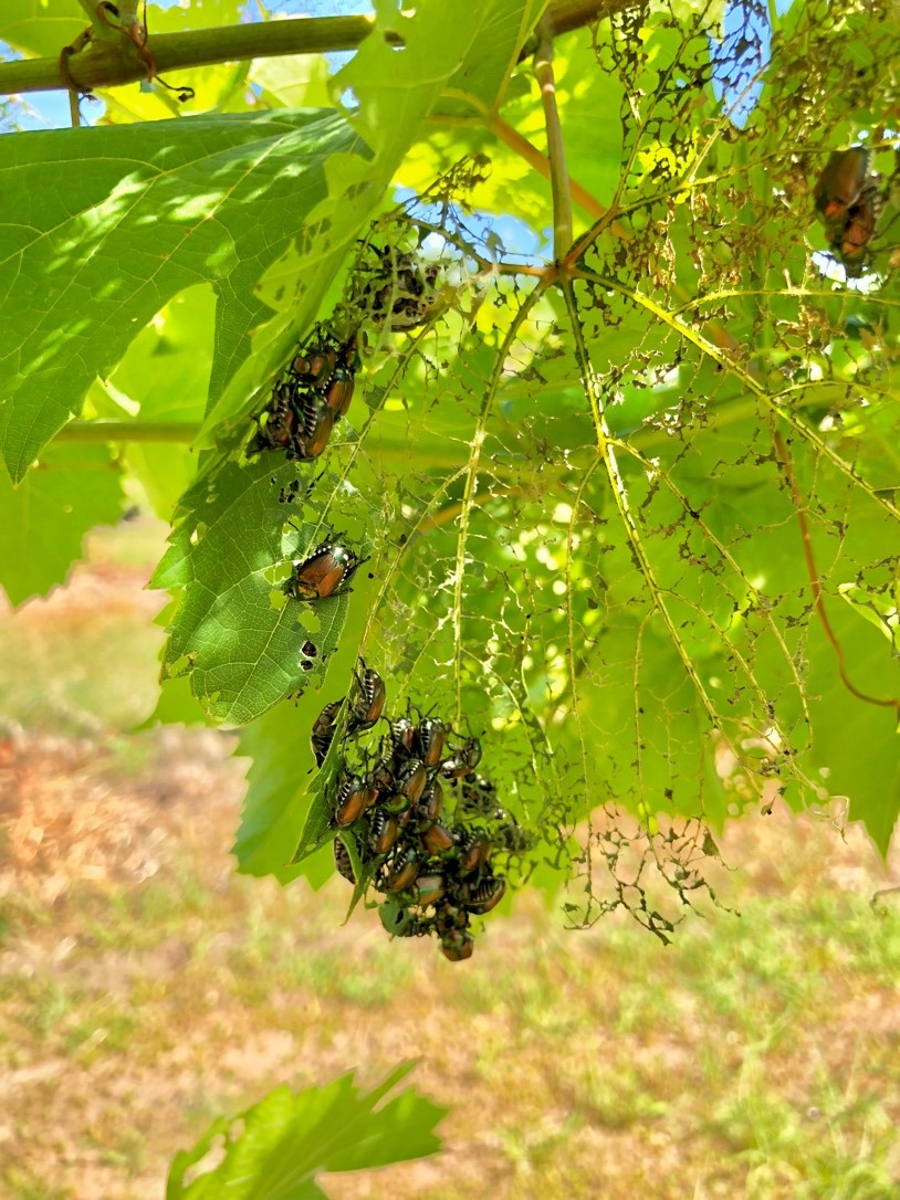 Managing Japanese Beetle in Fruit Crops Variety Preference in