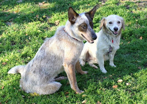 Austin (Now Caper) on right enjoys the outdoors with his new pal