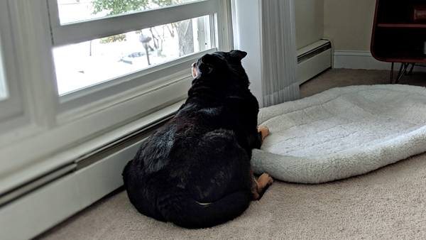 image of Zelda the Black and Tan Mutt lying at the open window at the living room, looking out
