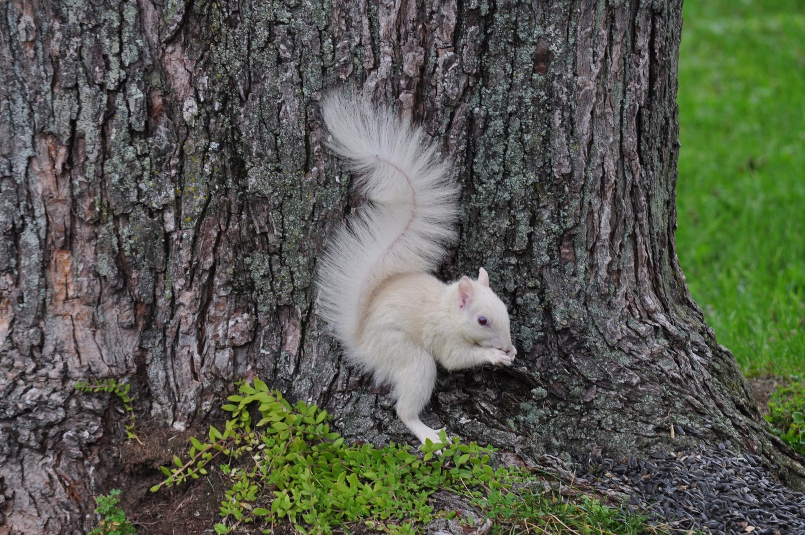 Child of a Frosty Morning Musings of a WellTraveled Southerner