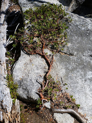 Arctosaphylos uva-ursi – Kinnikinnick on Shore of West Colchuck Lake