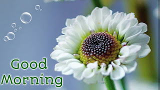 good morning good morning