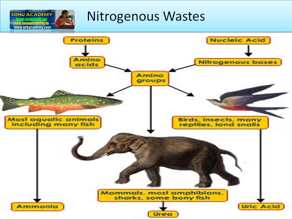 SONU ACADEMY CONCEPT OF EXCRETIONTEXT