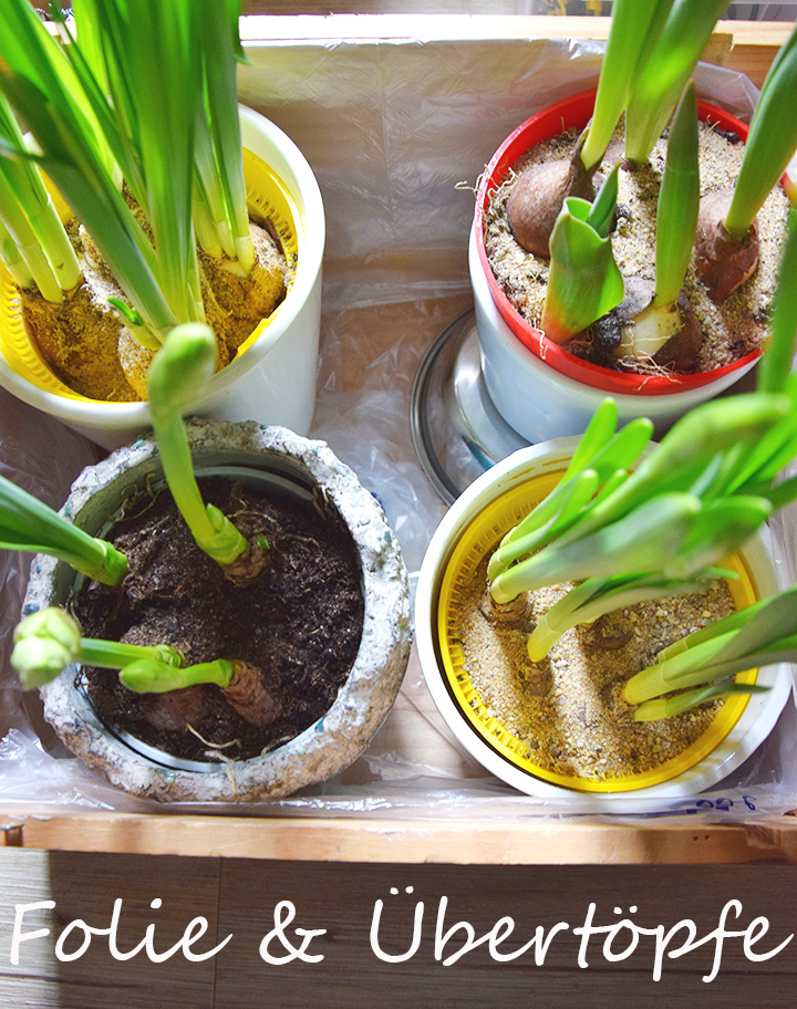 DIY Frühlinksdeko Selbermachen: Frühlingsblüher, Zwiebeln, Moos und Weinkiste. Einfach schnell und Selbstgemacht, Tulpen, Osterglocken, natürliche Deko, Dekoration mit Natur DIY Frühlinksdeko Selbermachen: Frühlingsblüher, Zwiebeln, Moos und Weinkiste. Einfach schnell und Selbstgemacht, Tulpen, Osterglocken, natürliche Deko, Dekoration mit Natur
