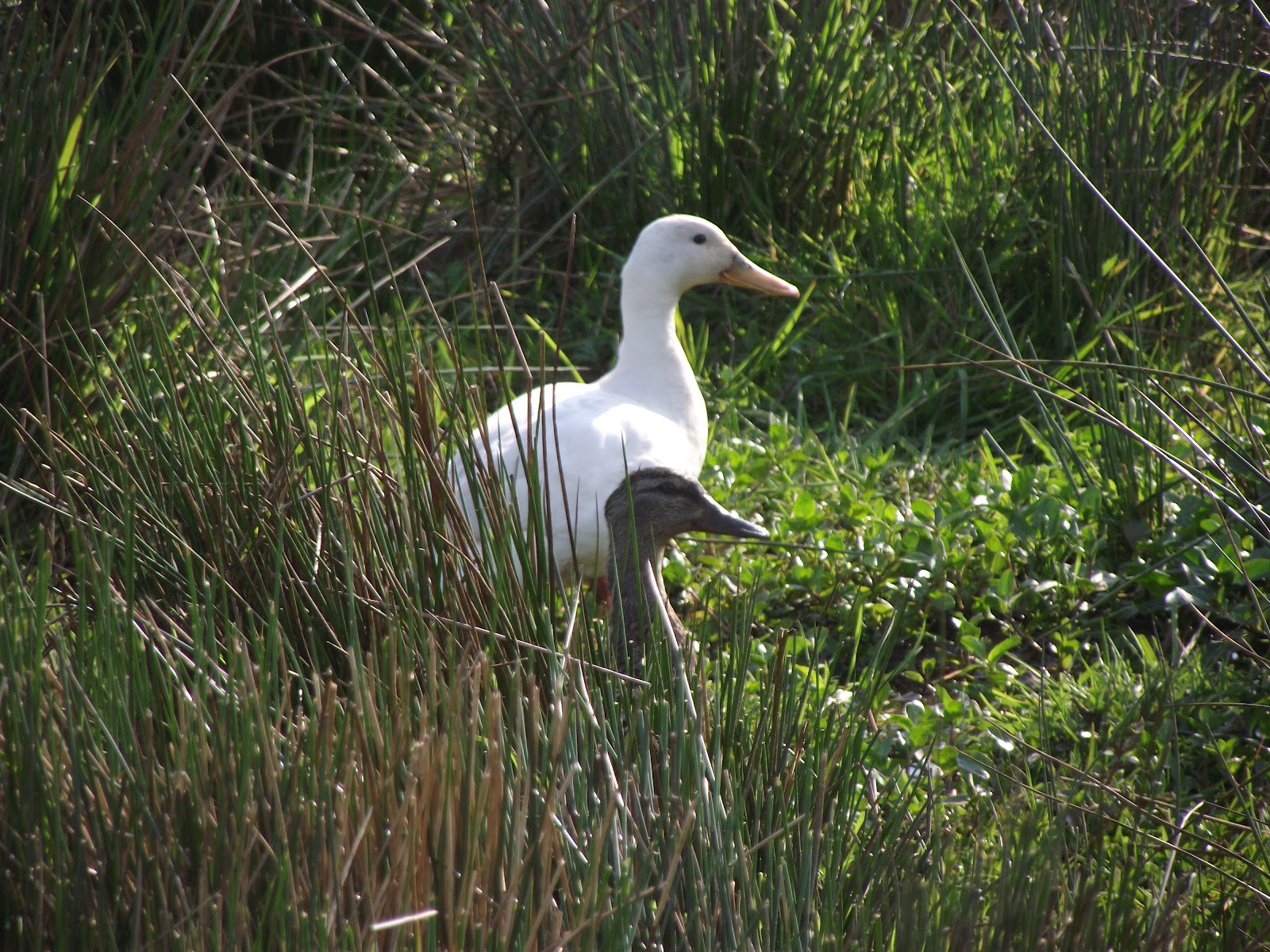 Caldertop Cottage Nature Diary Bird spotting