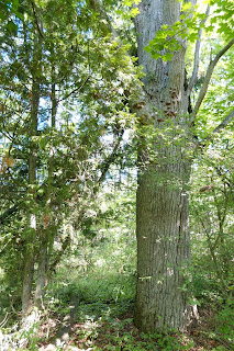 Powiat szczycieński i okolice historia, zabytki i archiwalia Ciemna