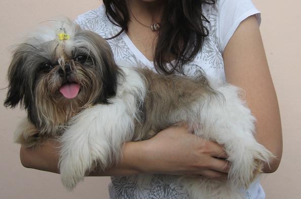 Gambar Lucu Anjing Pug Lucu 5