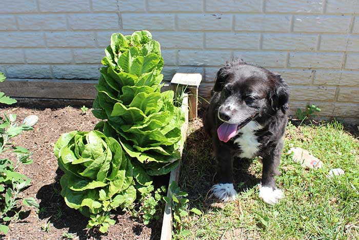 dog proof garden fencing