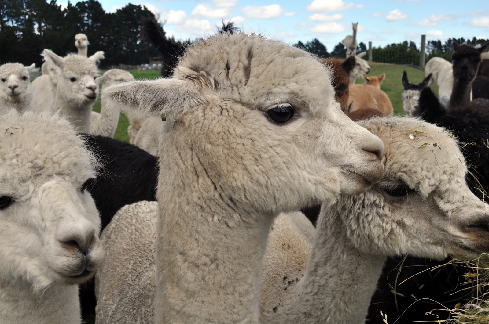 DUTCHCORNER Visit to an Alpaca farm near Christchurch