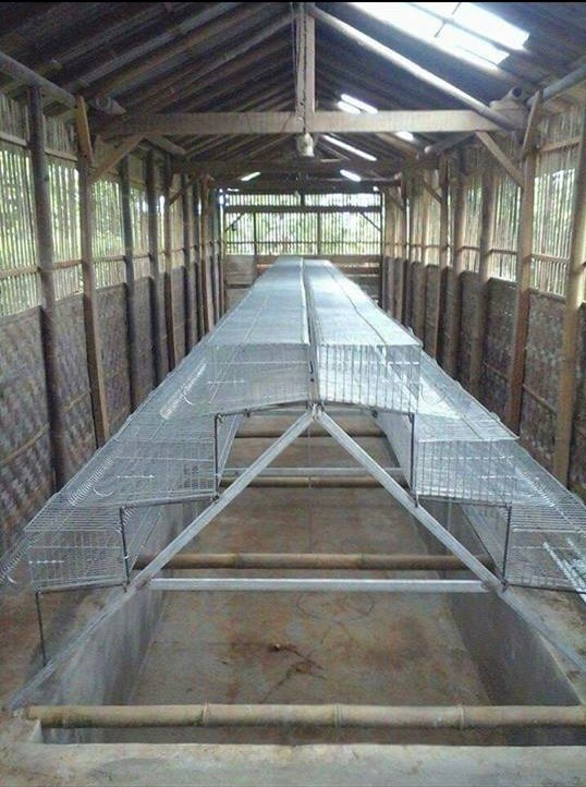 Kandang Puyuh Piramid