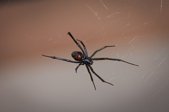 black-widow-spider-عنكبوت-الارملة-السوداء