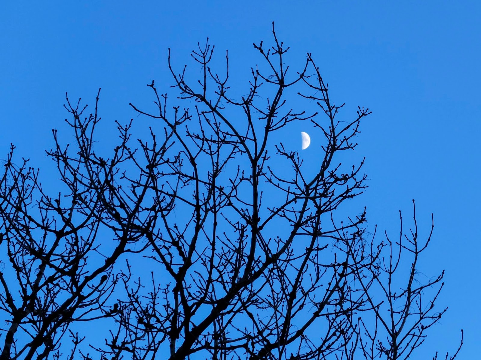 Moon crescent in a bare branch tree.