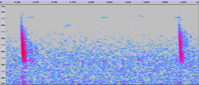 Audacity spectrogram FM bat echolocation call