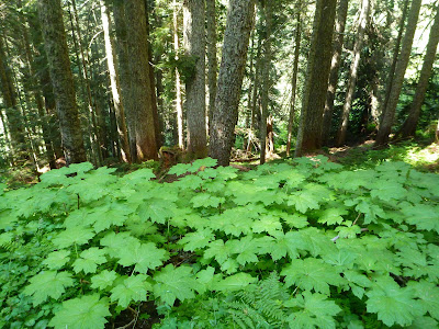 Devil’s Club in a Wet Spot in the Old-Growth Forest