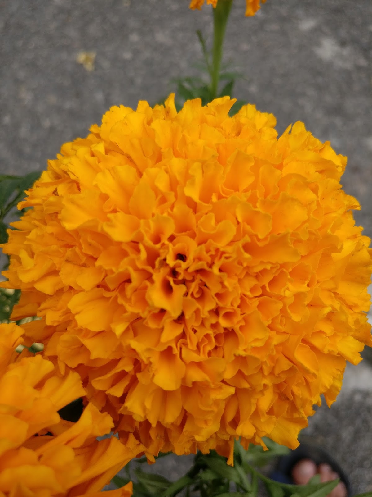 Common Flowers Found in Nepal