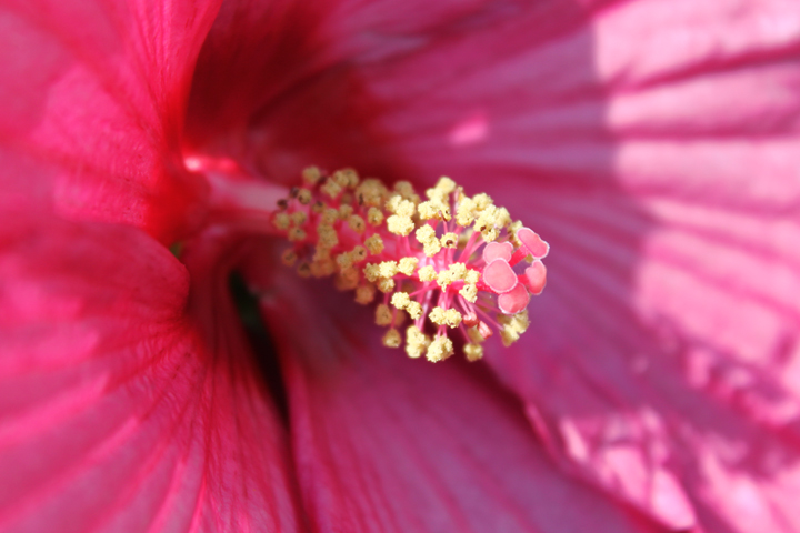 Hibiscus | Roots & Shoots Garden