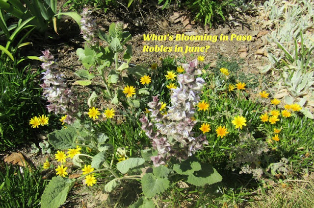 What Blooms in Paso Robles in June? Part 1