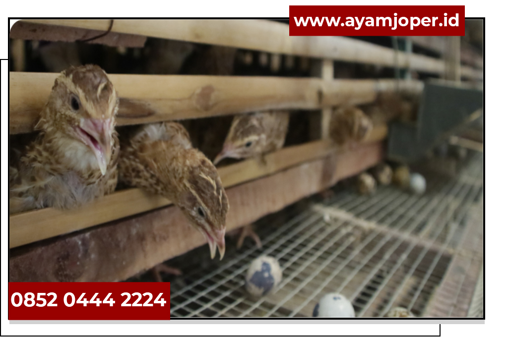 Latih 60 Orang Sehari Hasilkan 3 Ribu Butir Telur Puyuh