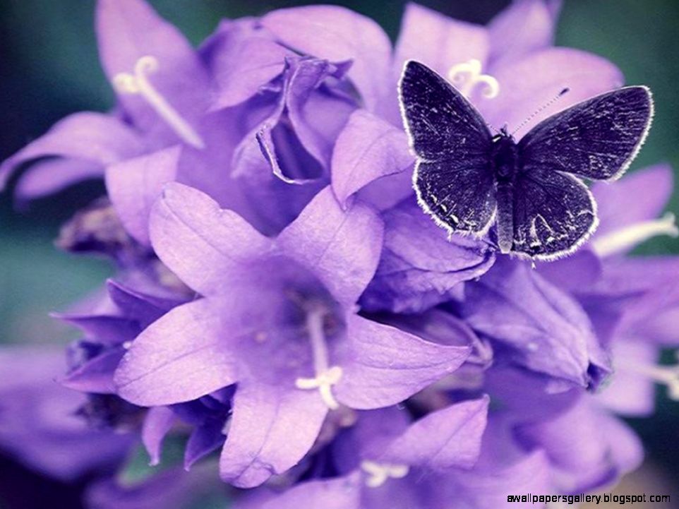 Purple Flower Wallpapers   HD Images New