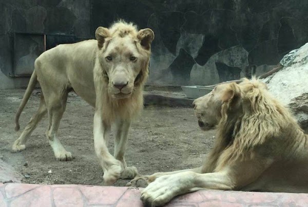 FOTOS: Deplorable la situación en la que viven los animales del Zoológico de Carmen. FOTOS: Deplorable la situación en la que viven los animales del Zoológico de Carmen.