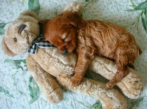 puppies with stuffed animals