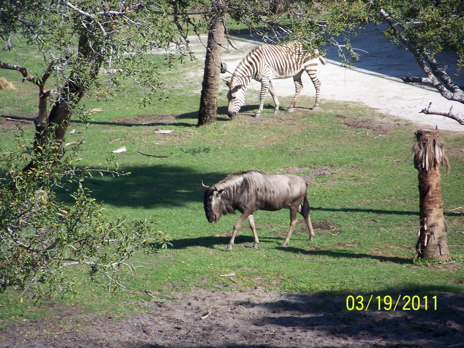 Funk Squared: Animal Kingdom Lodge View