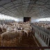 Μέχρι 4 Δεκεμβρίου οι αιτήσεις για νομιμοποίηση κτηνοτροφικών εγκαταστάσεων