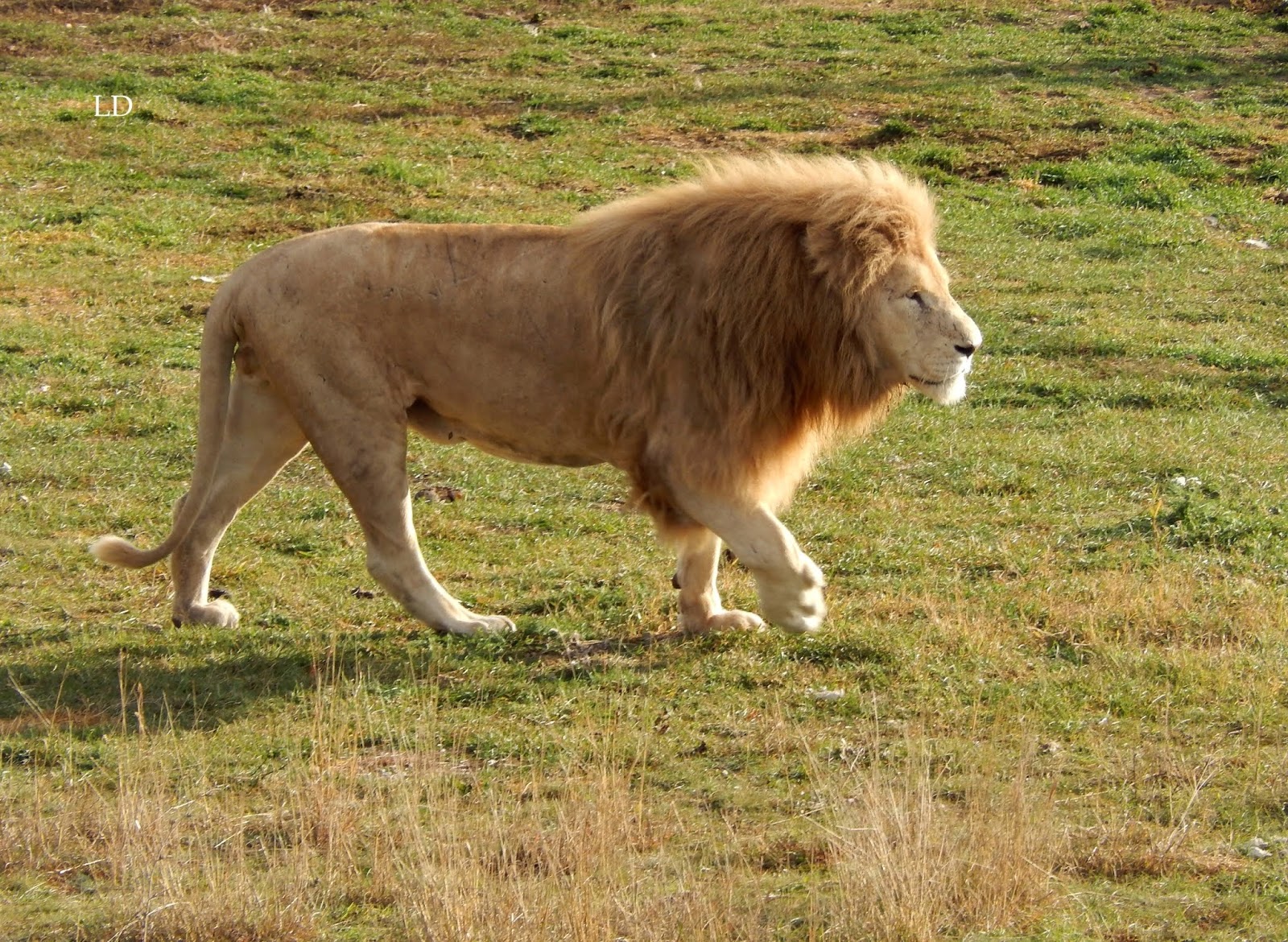 тайган львы. Sardonix сапоги комбат. сапоги тайган. шотландский бычок тайган. сапоги тайган.