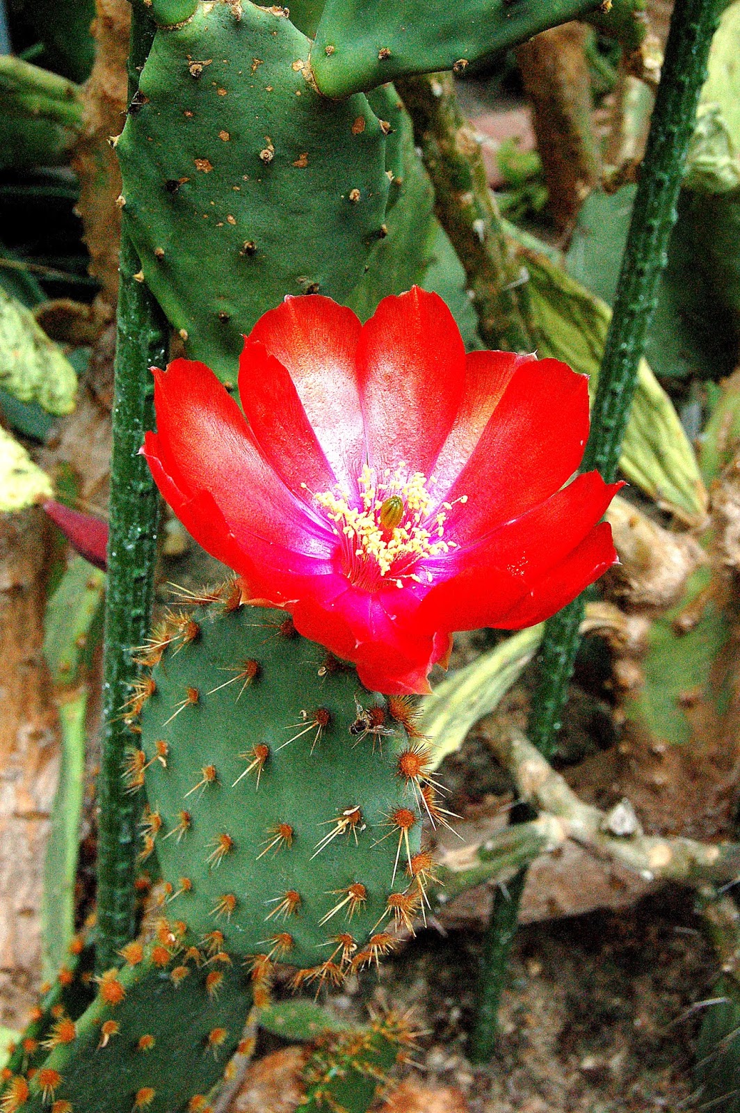 Esperanto Retmagazino Karapaco Panoramo 01 08 10 01 09 10