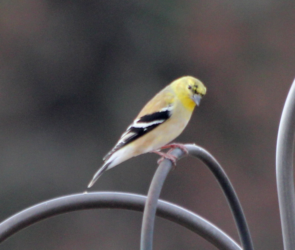 Parker's Barkers Unusual Florida Fox Squirrel