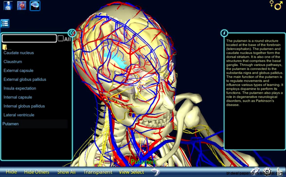 Anatomy 3D  Free Download Apps amp Games  Android iPhone Smartphone
