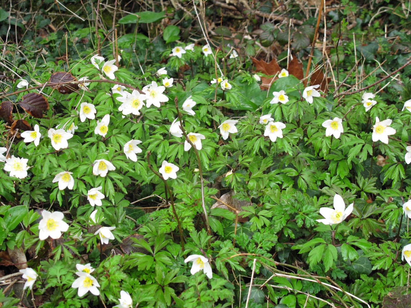 A Celtic Year in Brigit's Garden 21 Wood anemone