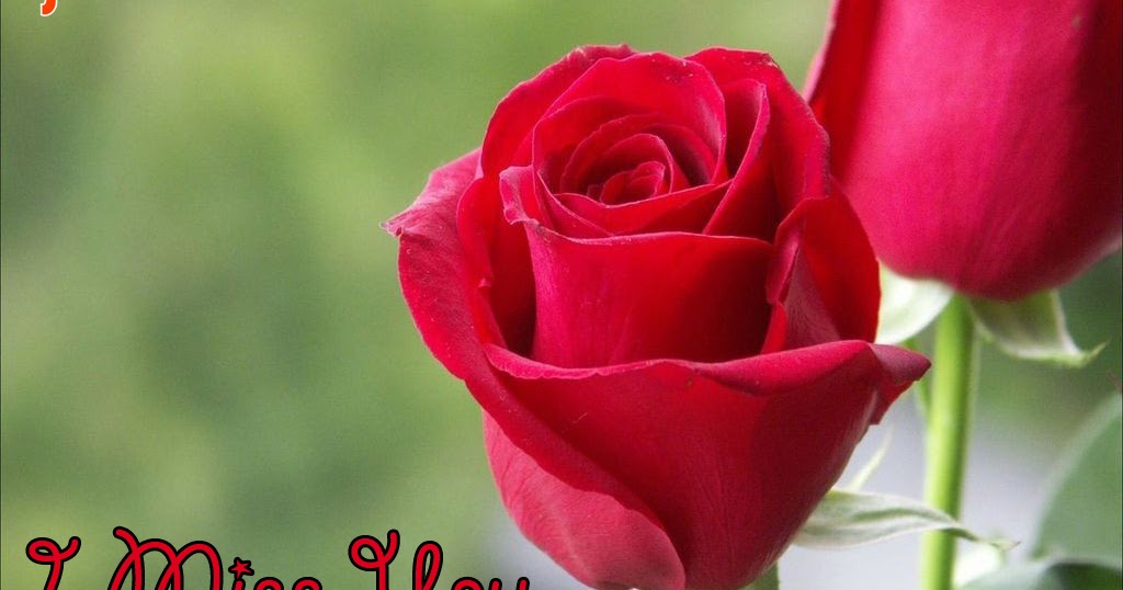 Lovely Quotes For You: I Miss You in Cute Rose Flower New Images 2013