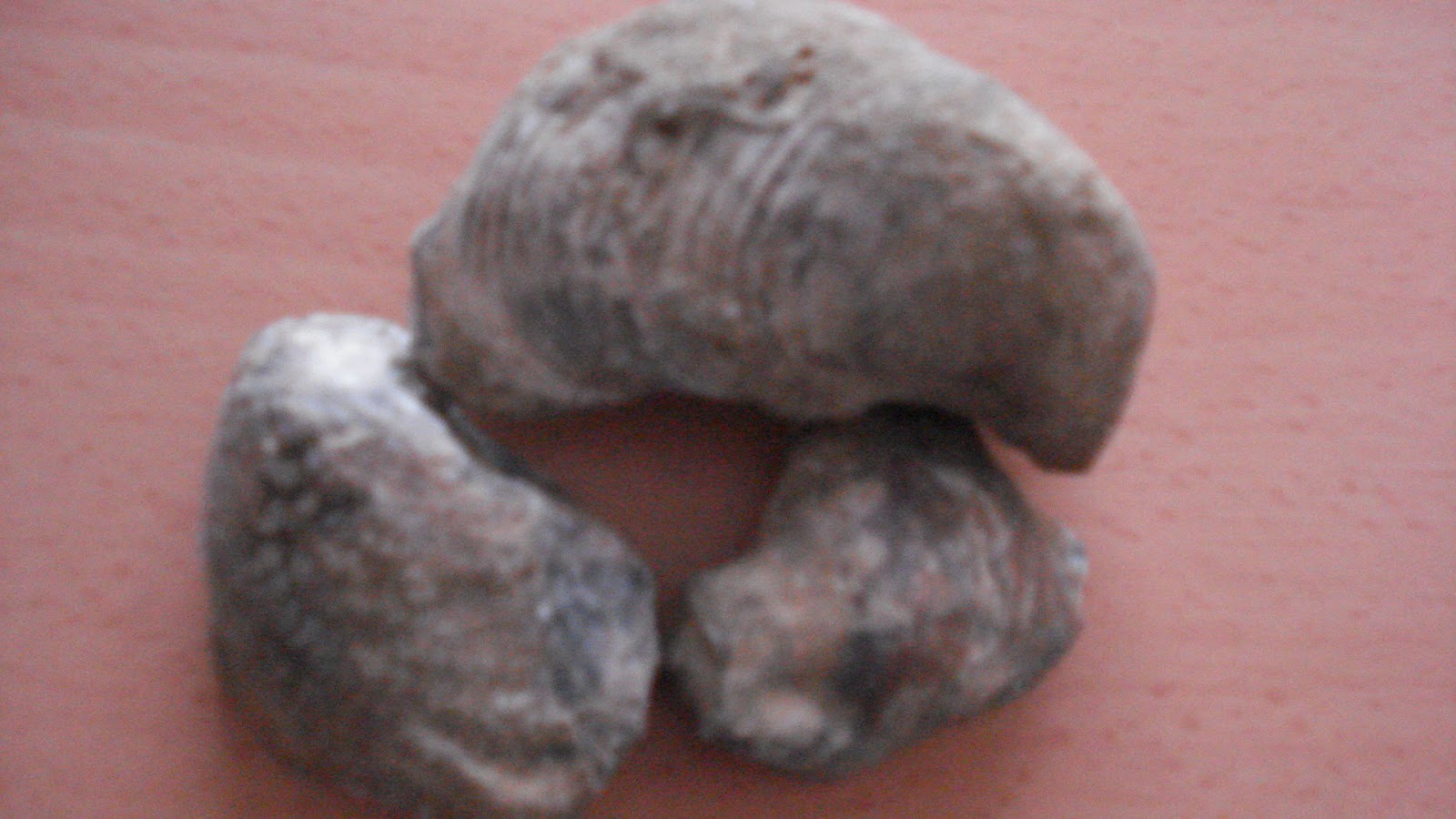 Fossils Fossils quest