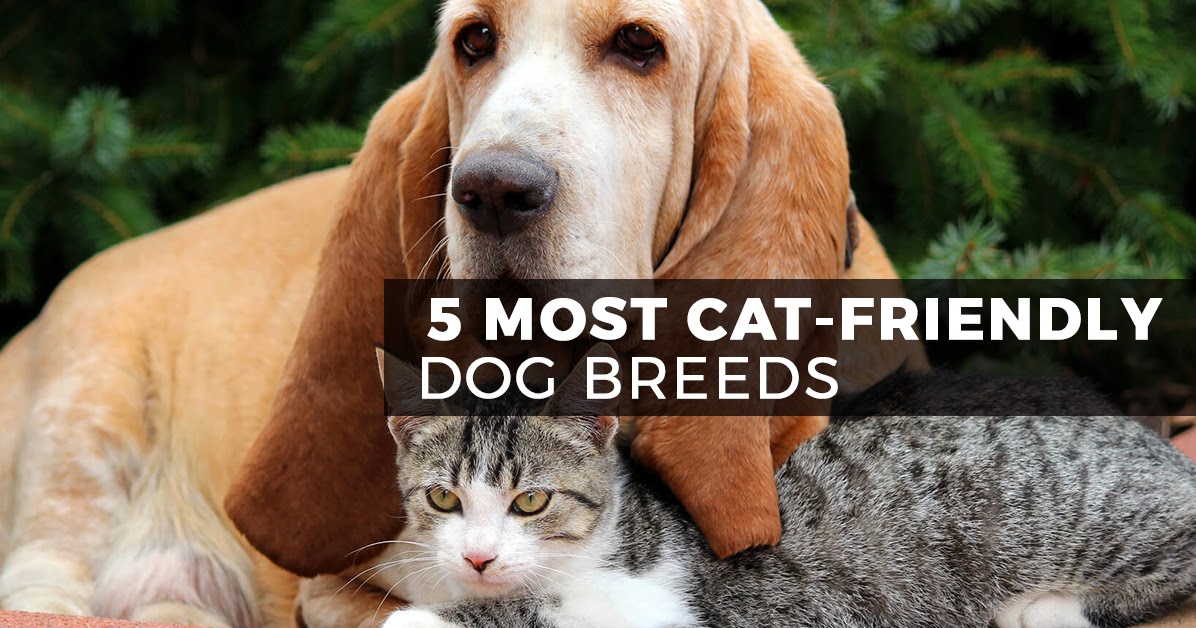5 Most Cat Friendly Dog Breeds