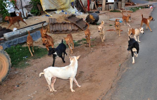 Supreme Court allows killing of irretrievably ill or mortally wounded stray dogs