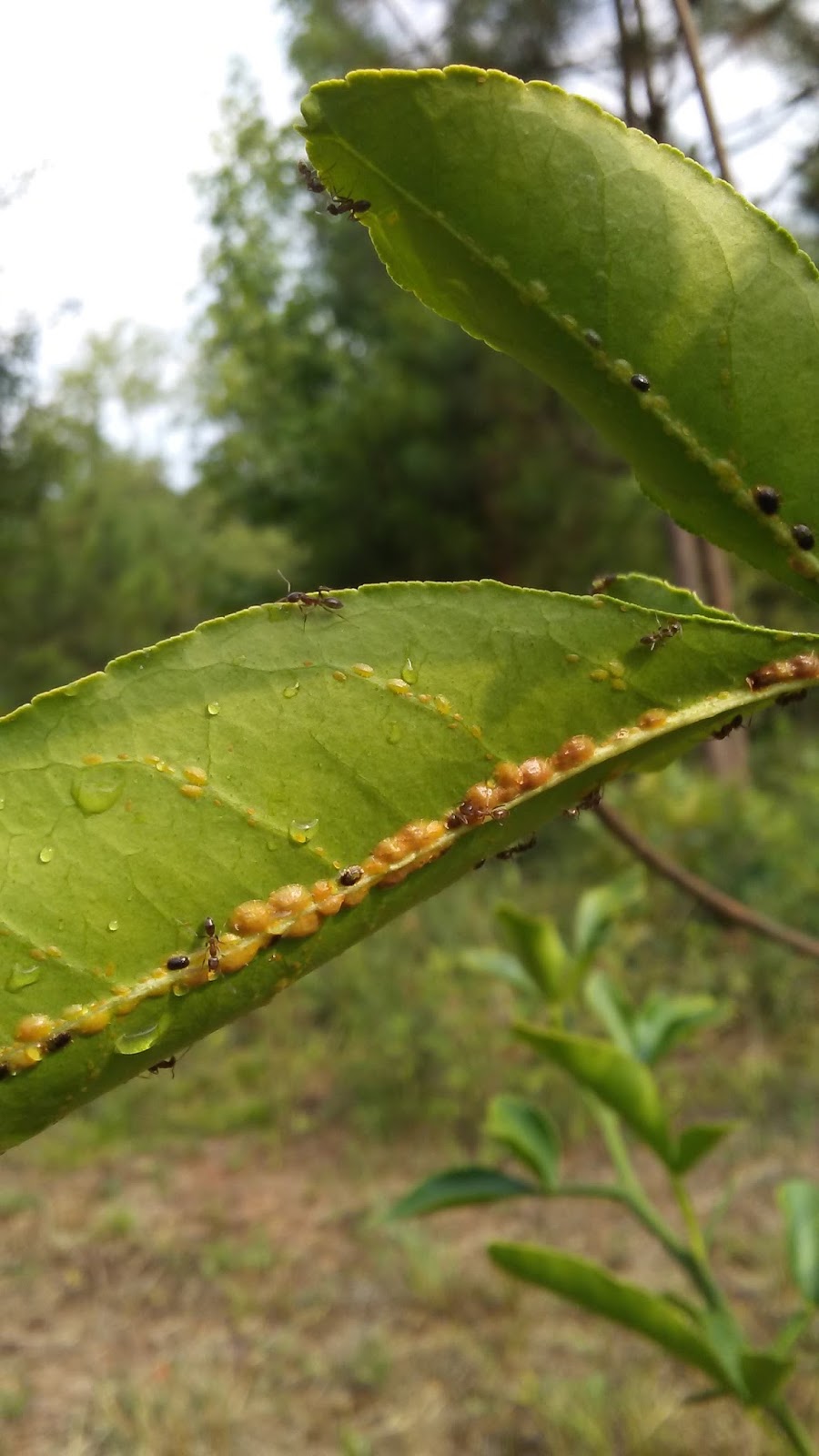 Gohn Greene Farms Scale Bugs on our Grapefruit Tree
