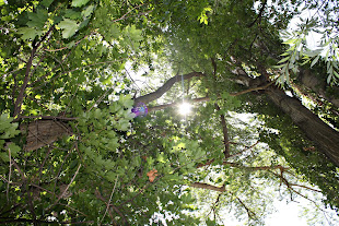 Sun Through Branches